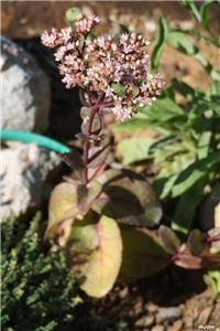 0416be6a-IMG_5978 sedum.jpg